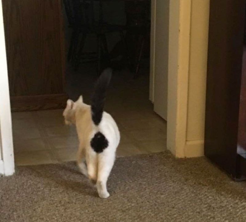 独有的猫叫,独特的猫王