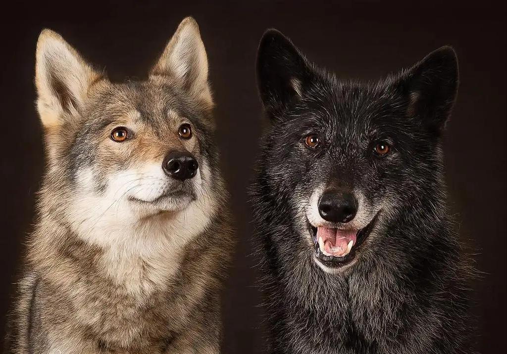 繁殖捷克狼犬赚钱吗,包办婚姻的狗狗