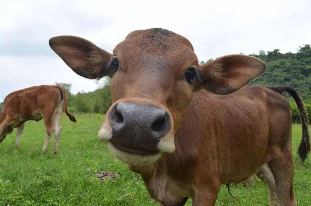 母牛繁育方法和技巧,母牛的饲养与繁育方法