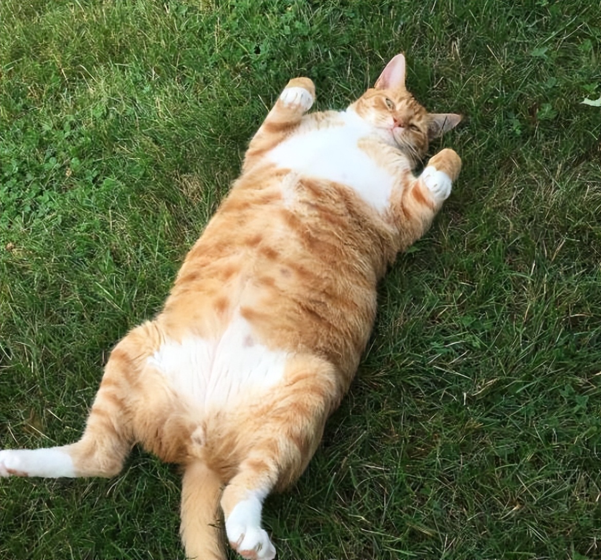 猫咪减肥神器,猫咪肥胖吃什么猫粮减肥