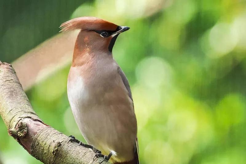 太平鸟图片素材,太平鸟图片大鸟