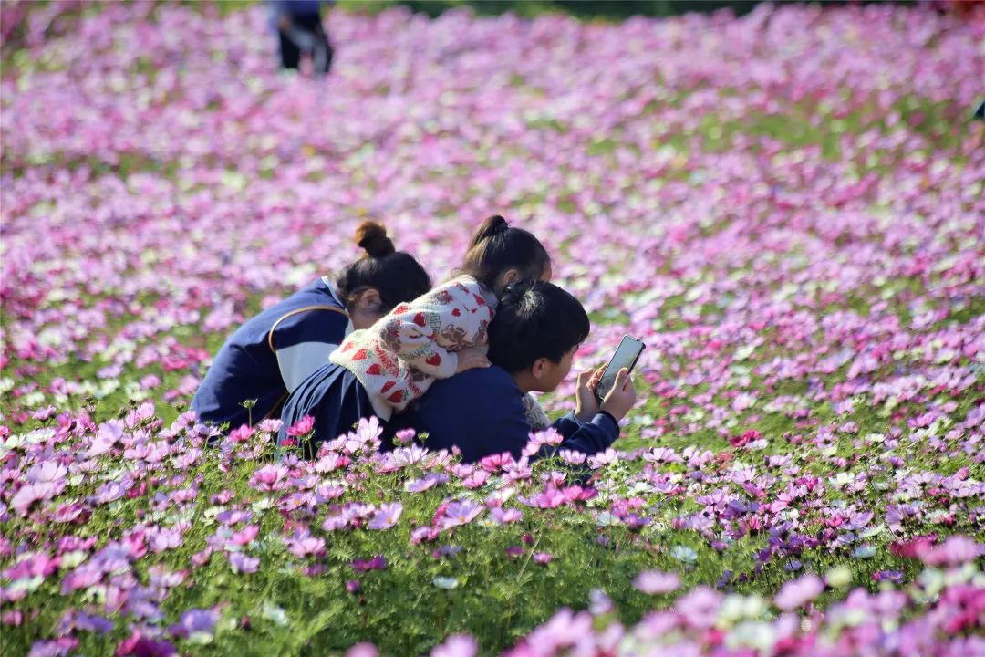 厦门春节旅游项目,厦门夕阳红旅游