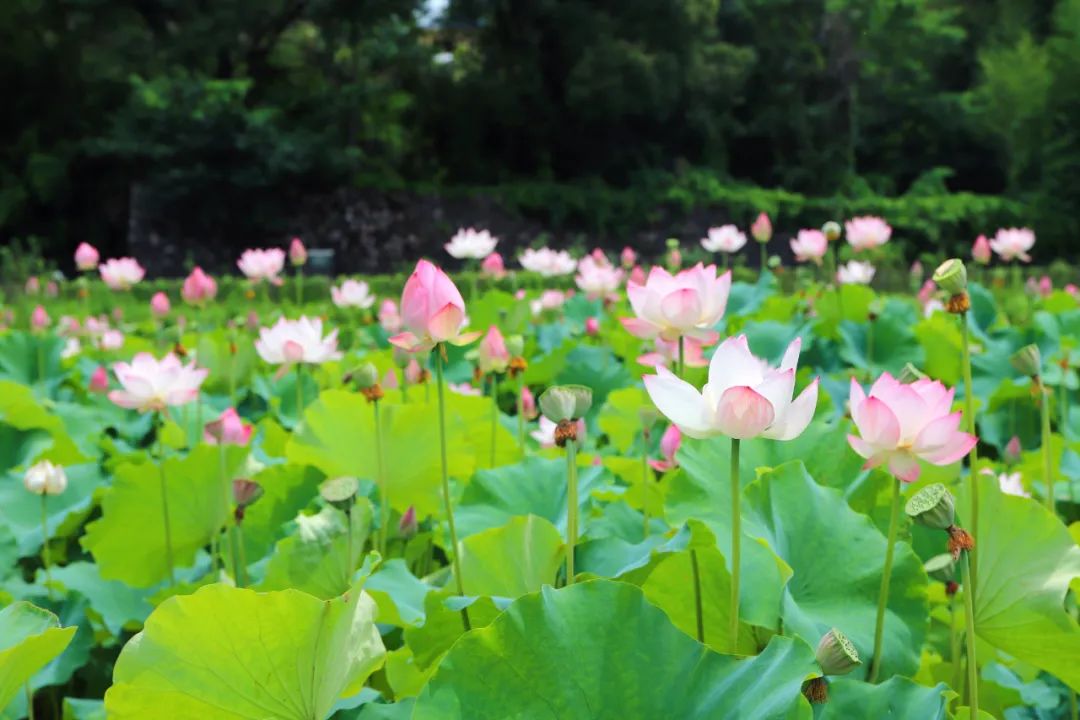 全球学子嘉游赣|上饶的第一波荷花开了，让我们一起步入飘满荷香的夏天！