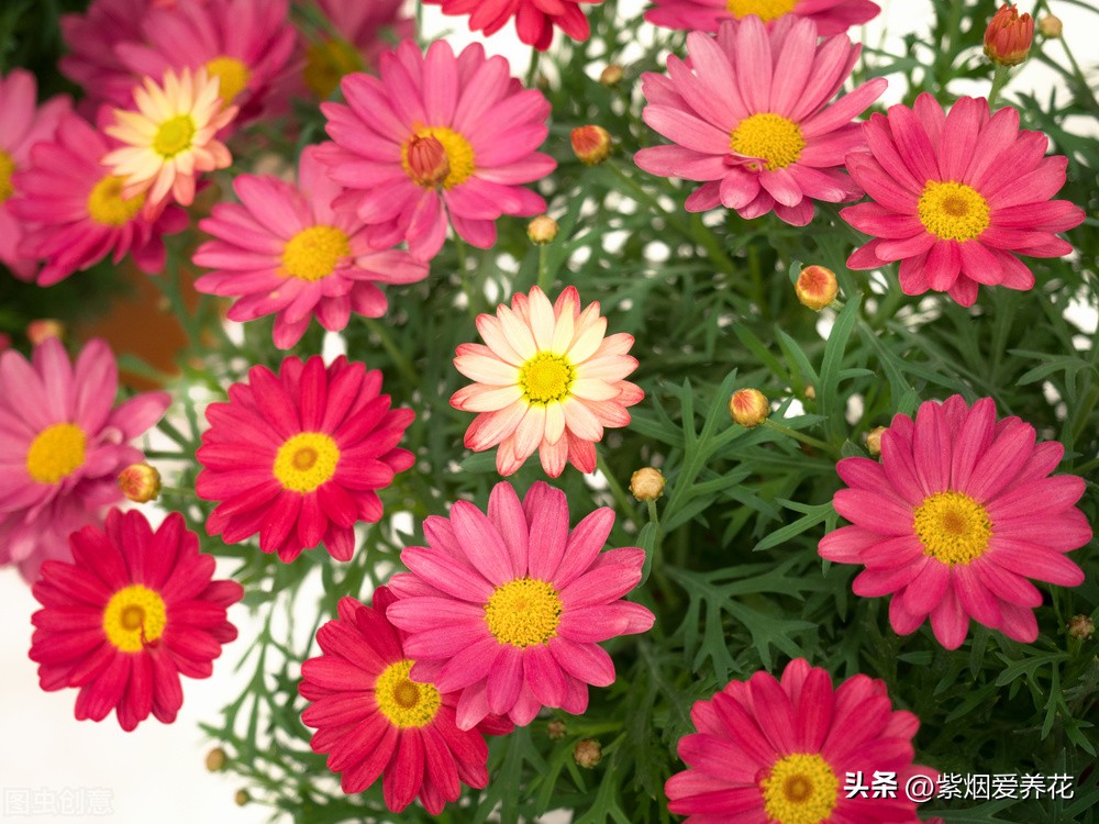 一丛黄菊花图片欣赏,五颜六色姹紫嫣红的鲜花