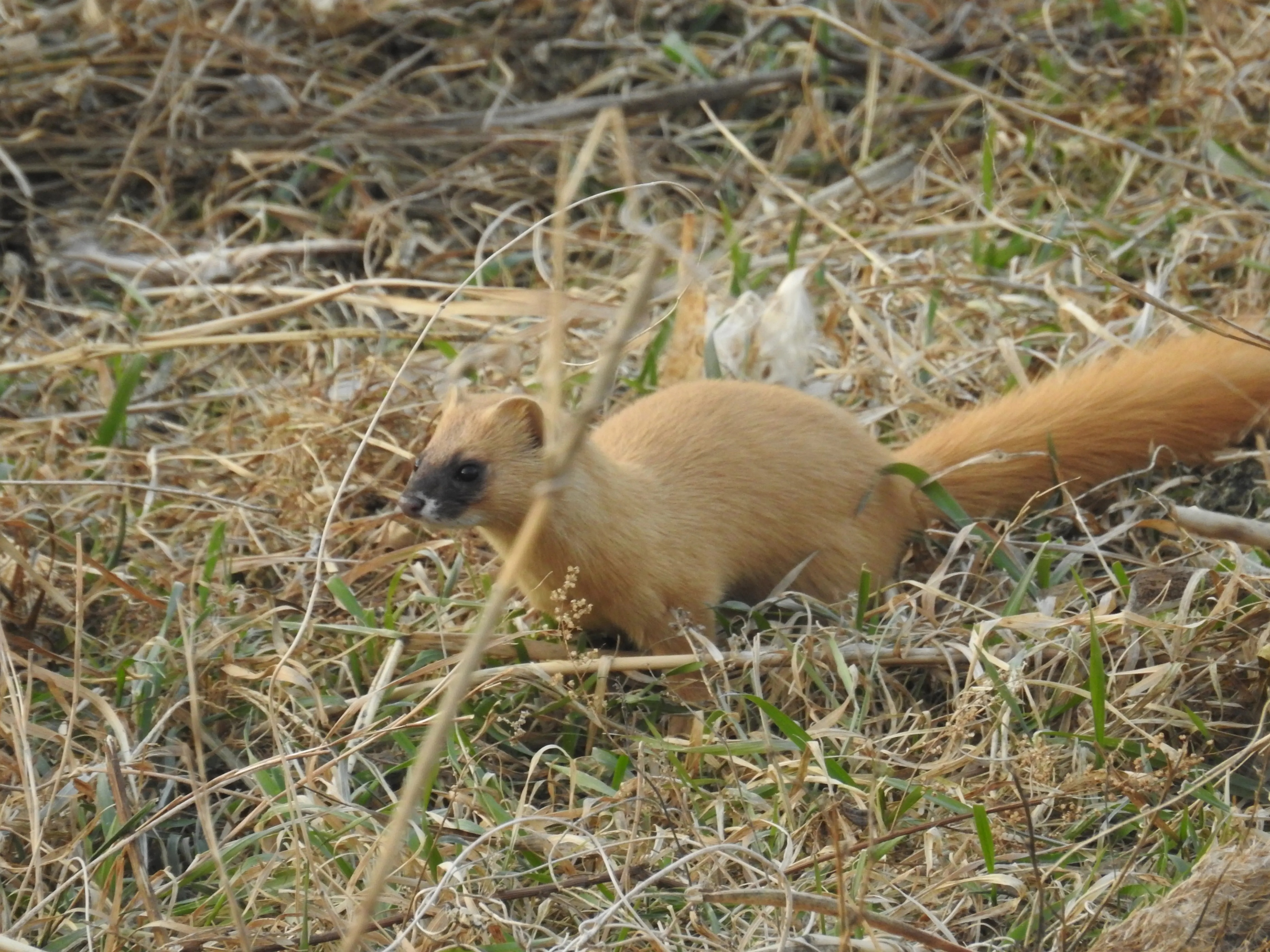 黄鼠狼浑身是宝是真的吗？为何很少有人养殖？