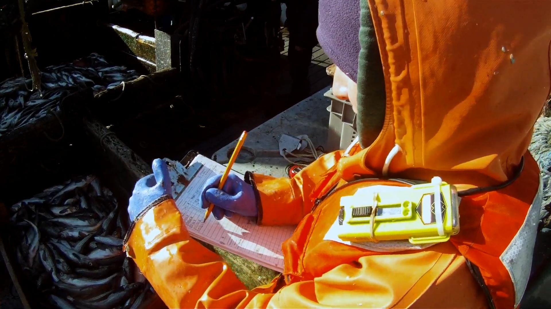 俄罗斯还往中国进口冷冻明太鱼吗,俄罗斯明太鱼为何出口中国