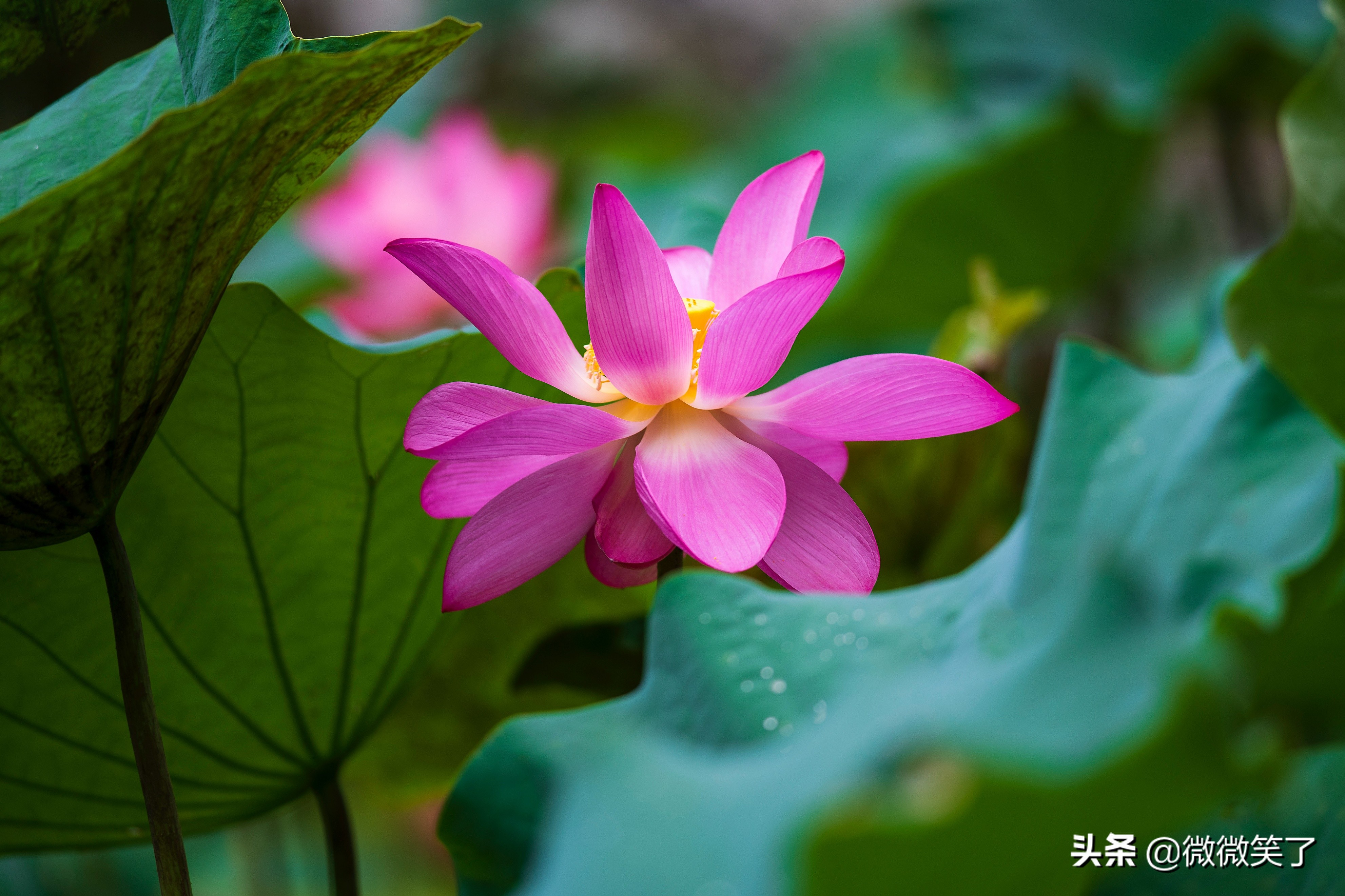 次第花开的真谛,关于次第花开的感悟