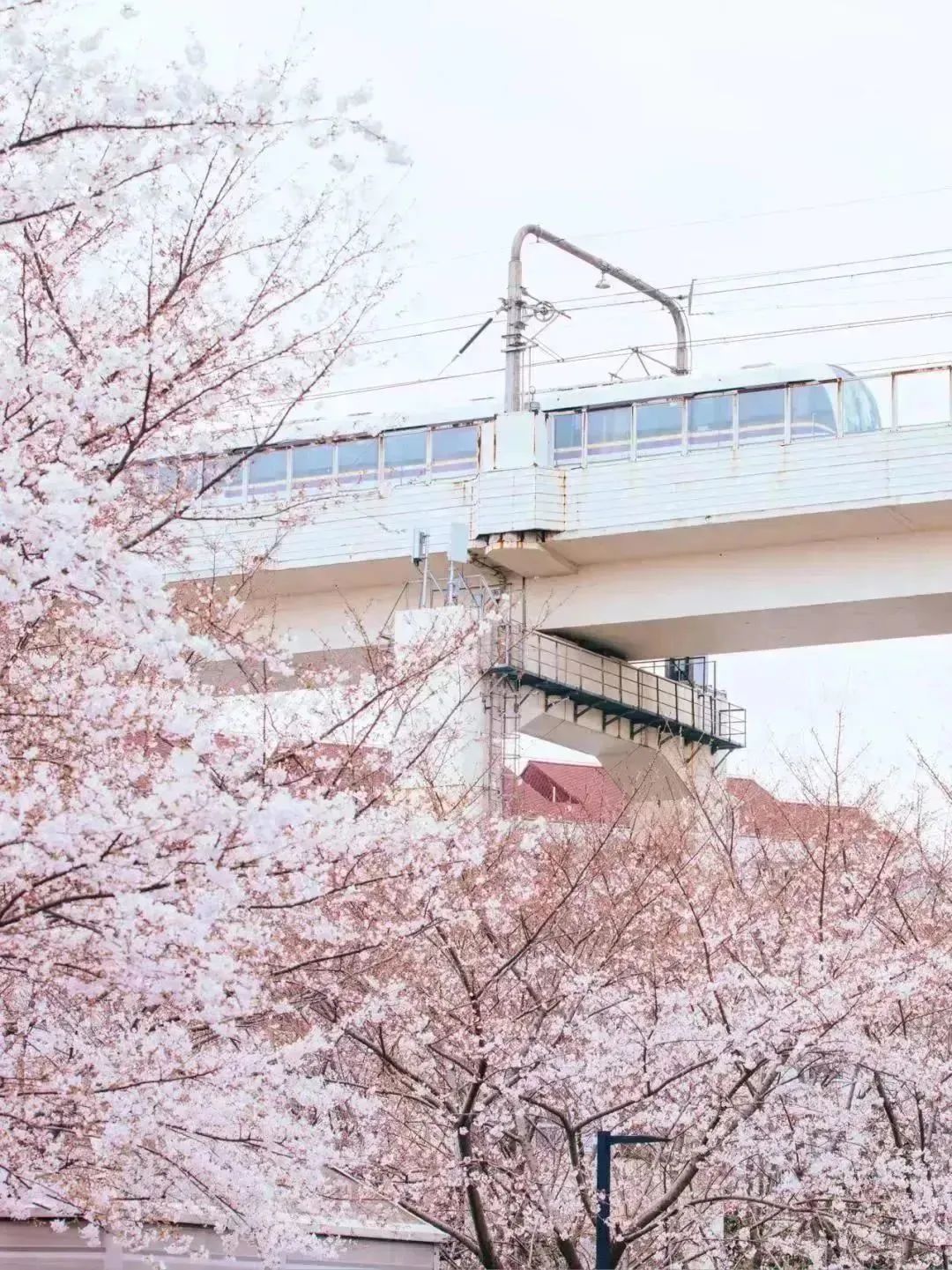 上海周末骑行好去处,上海周边适合春天骑行的地方排名