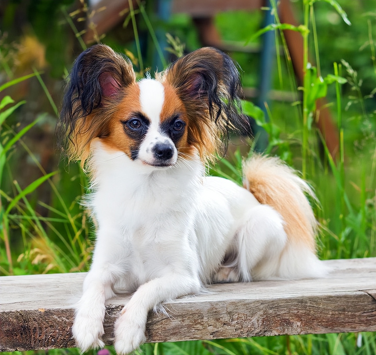 新人养狗首选什么狗,养狗首选这7种狗不贵又好养