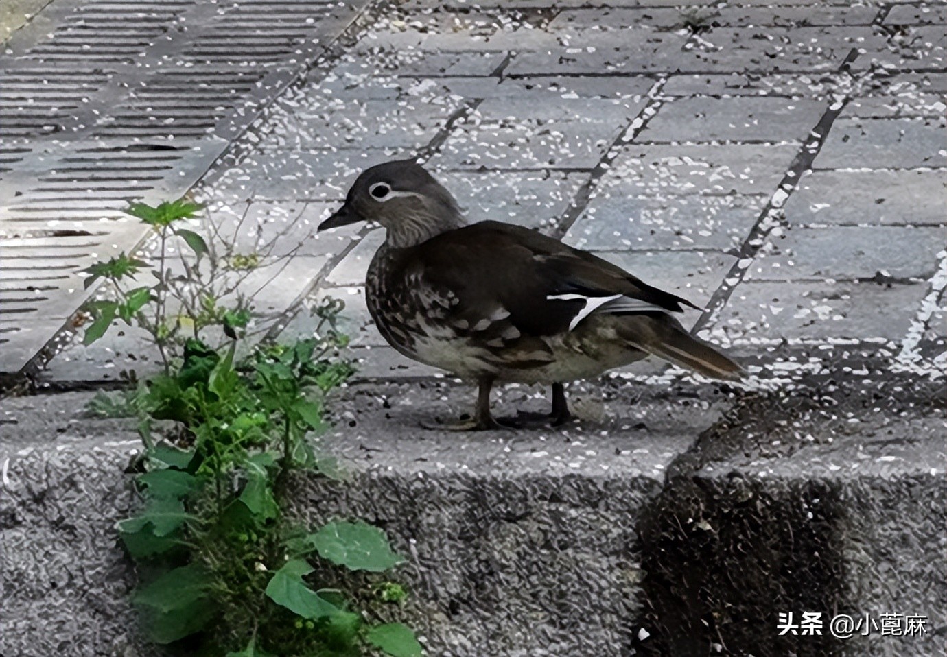 哈尔滨兆麟公园门票免费吗,哈尔滨兆麟公园老照片