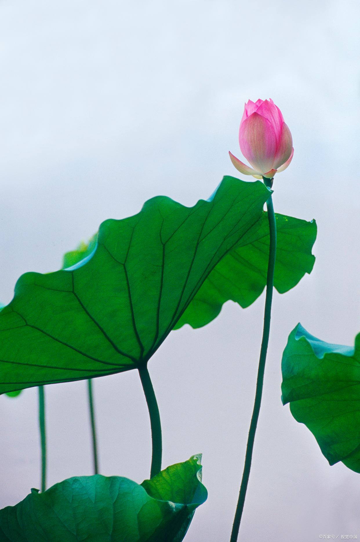 十首经典荷花古诗词名句,十首最美荷花诗词
