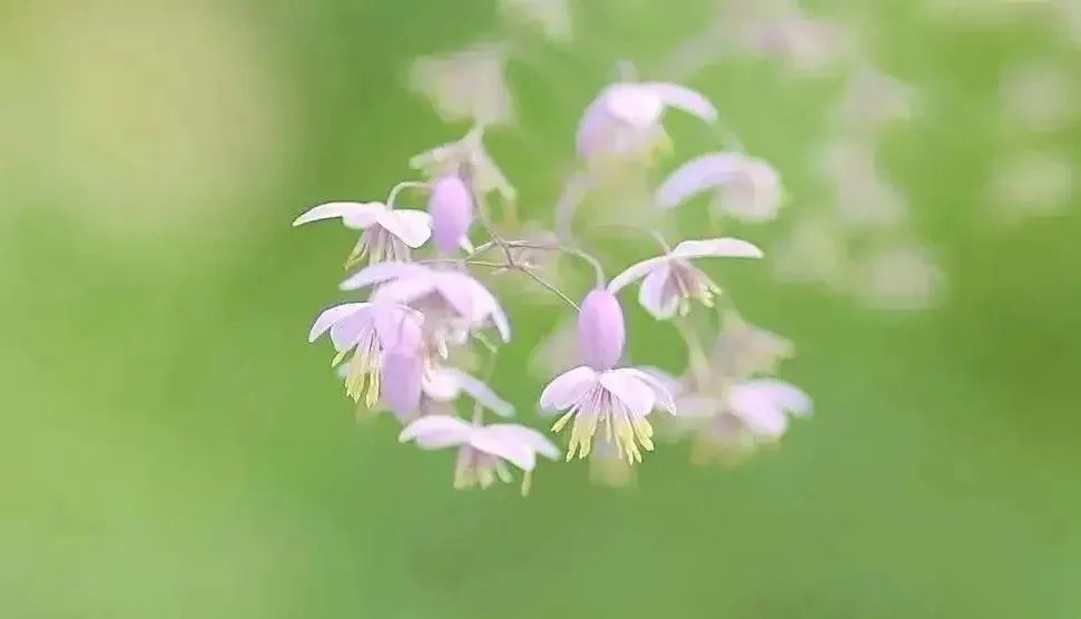 韩大胆原名,韩大胆是什么地方的