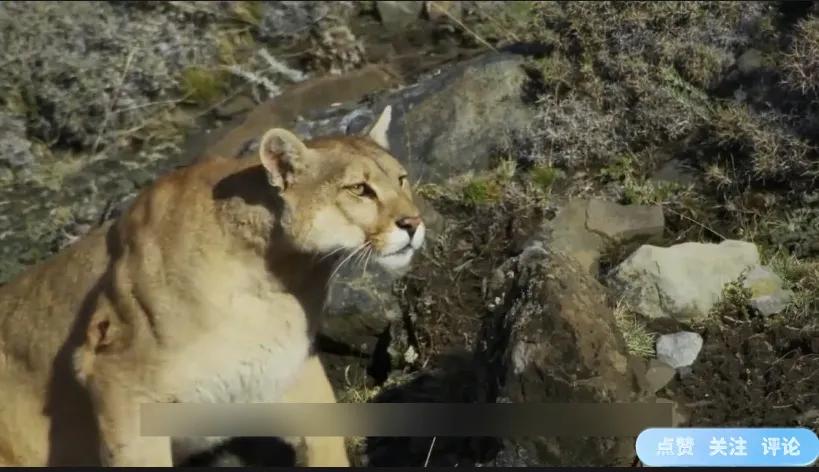 好可怜母狮因受伤不能捕猎,母狮辛苦捕猎却被它夺走