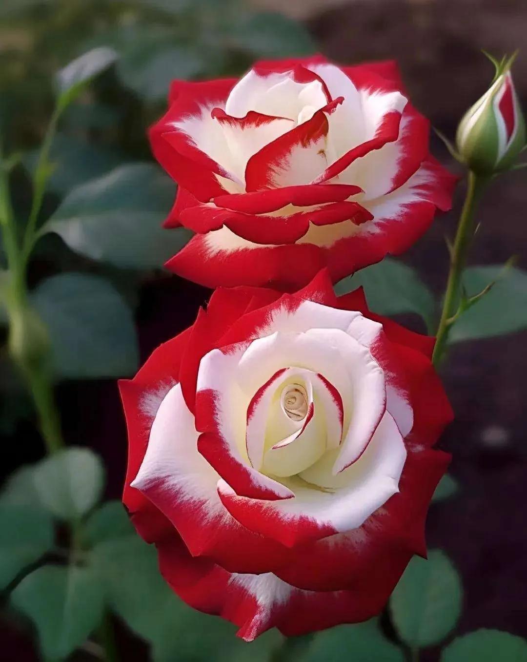 稀有双生玫瑰月季花,鲜艳夺目的月季花好美