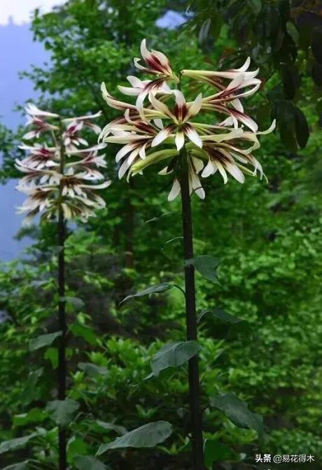 不可思议！高达两米壮观美丽的“百合王子”——大百合