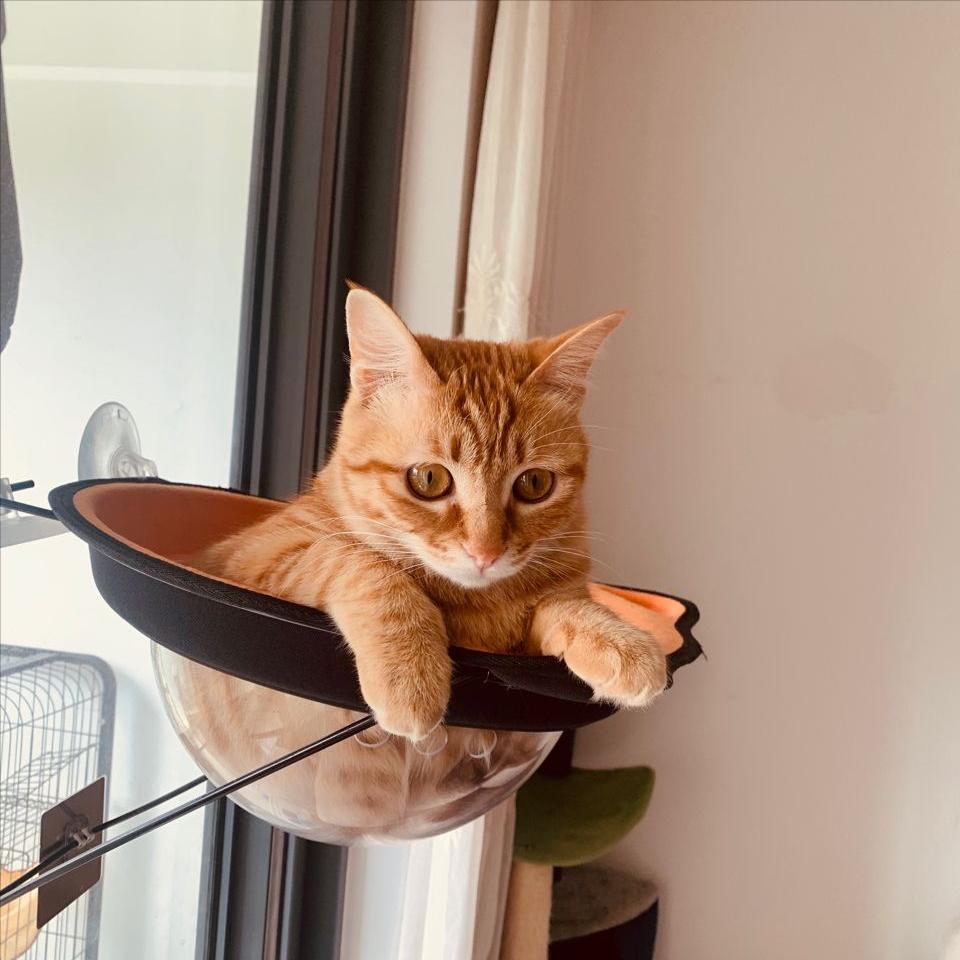 一只猫可以“旺家”的6个特质,有一个就很了不起!