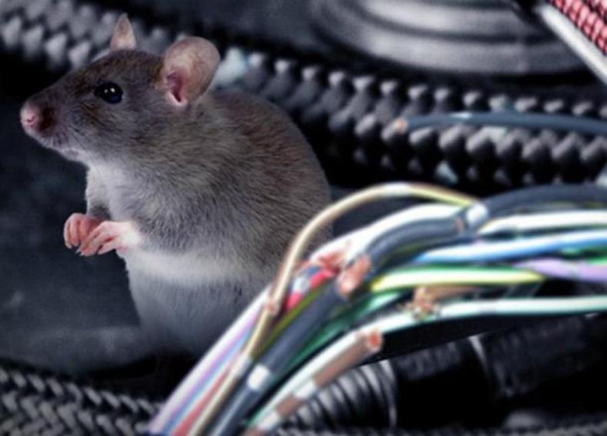 老鼠的报复性有多强,老鼠为什么会遇到威胁咬死同类