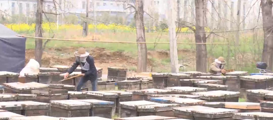 【城事】恰百花盛开品生活如蜜