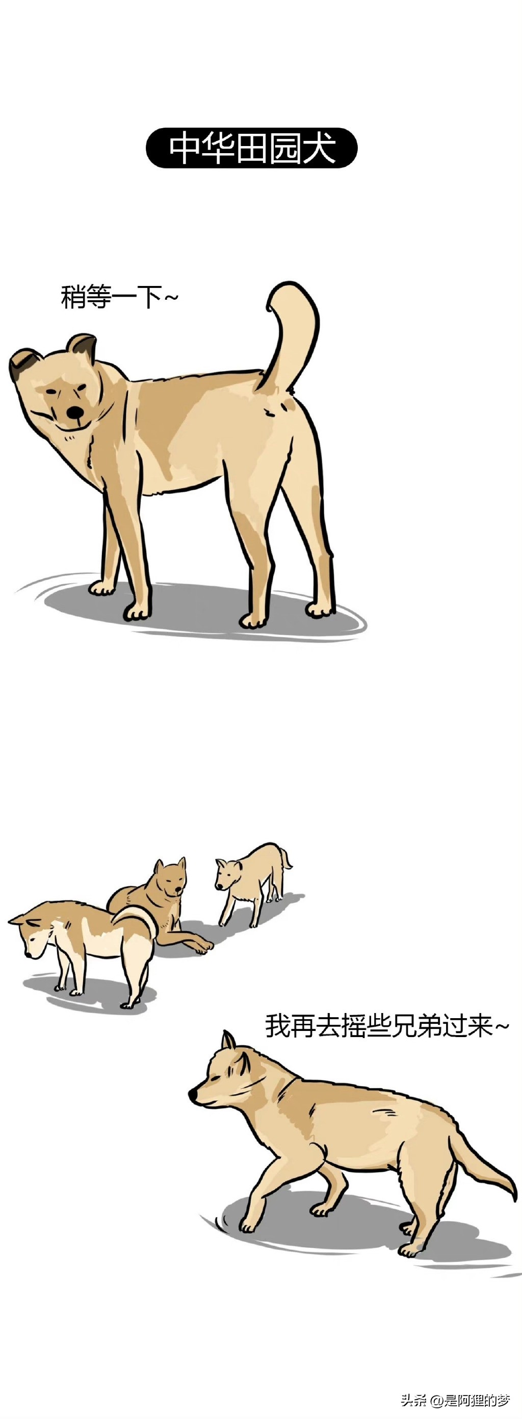 土狗这么聪明为什么不能当警犬,狗狗界最聪明的狗