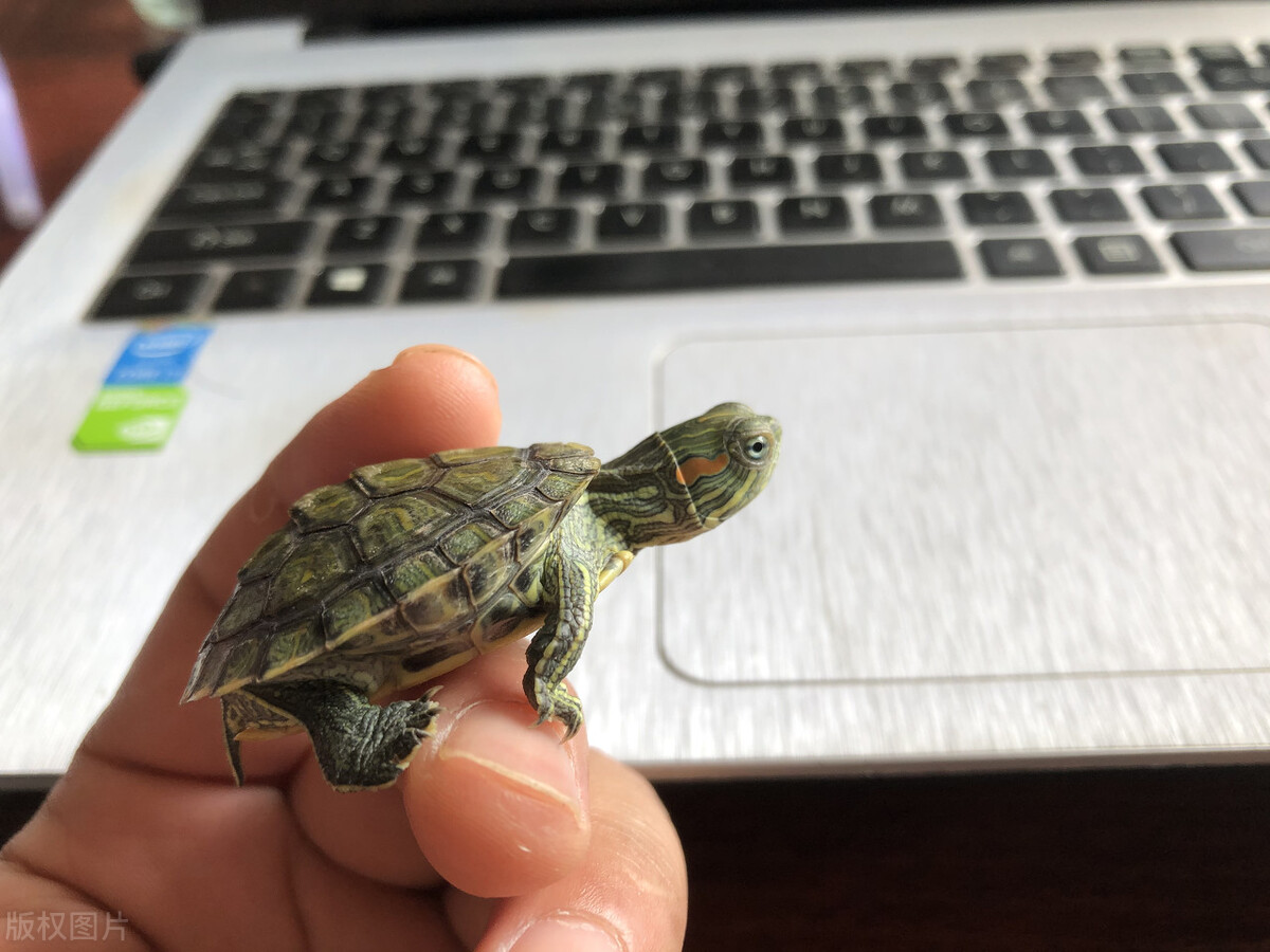 巴西龟平时喂它吃什么,巴西龟超喜欢吃什么食物