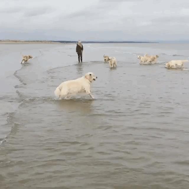 为什么养金毛的比养拉布拉多的多,为什么都不建议养拉布拉多