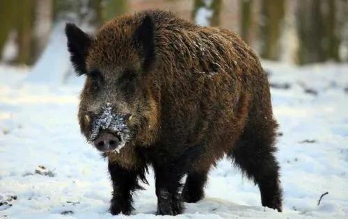 姑父在大兴安岭种木耳的故事被老虎“舔一口”会怎么样？