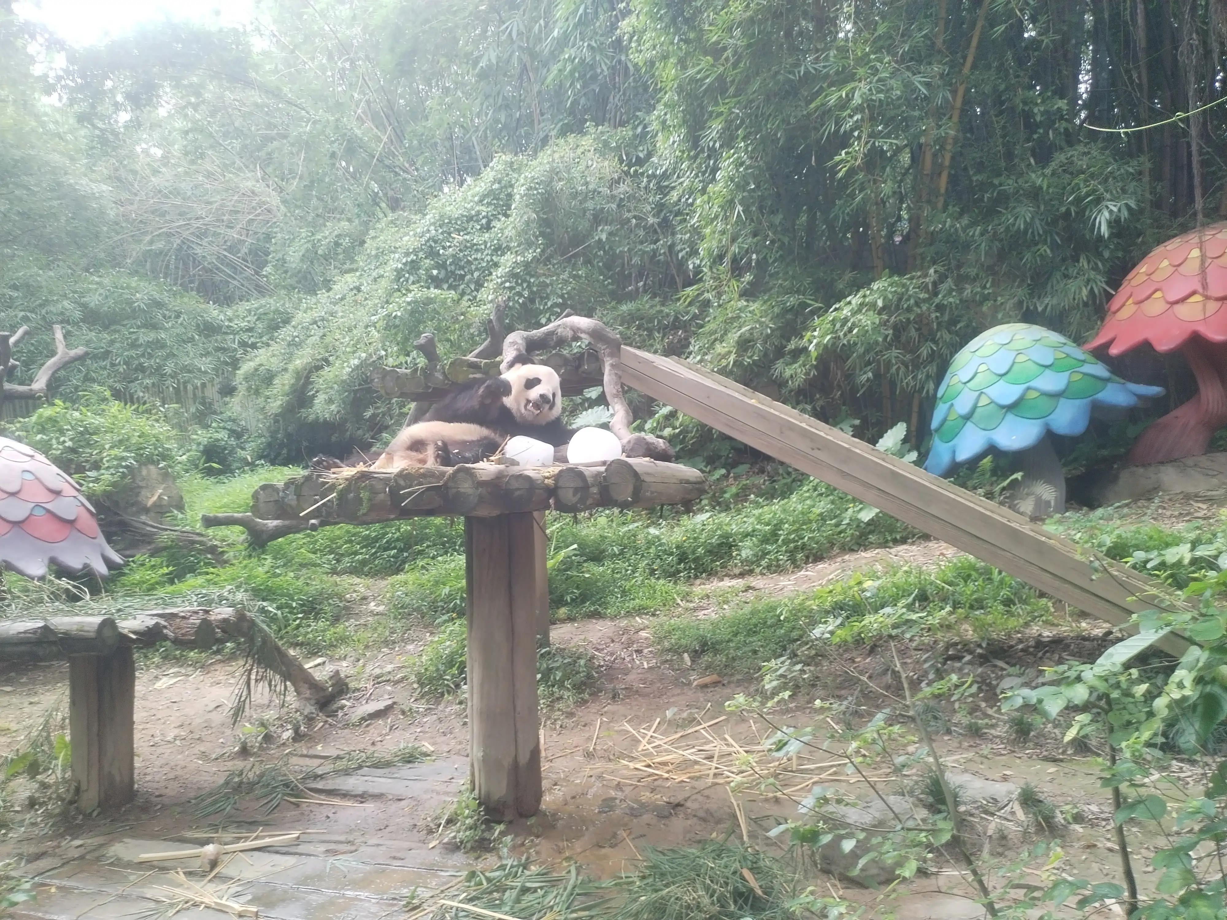 广州长隆野生动物世界景点图片,游广州长隆野生动物世界游记