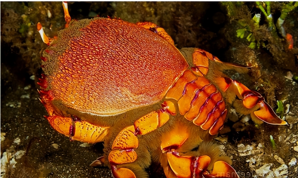 海鲜顶级食材,全球十大最贵海鲜