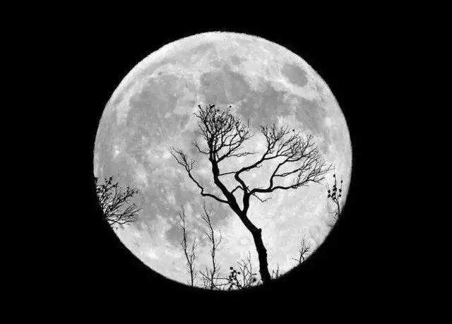 “10元小费”，金庸爱上小29岁的女侍应，妻子朱枚知道后提2要求