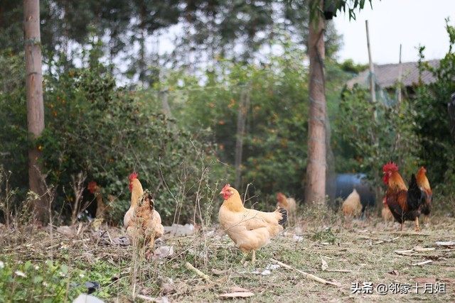 时隔3年，跨越1700多公里，我陪伴70多岁父母亲，一起过端午节