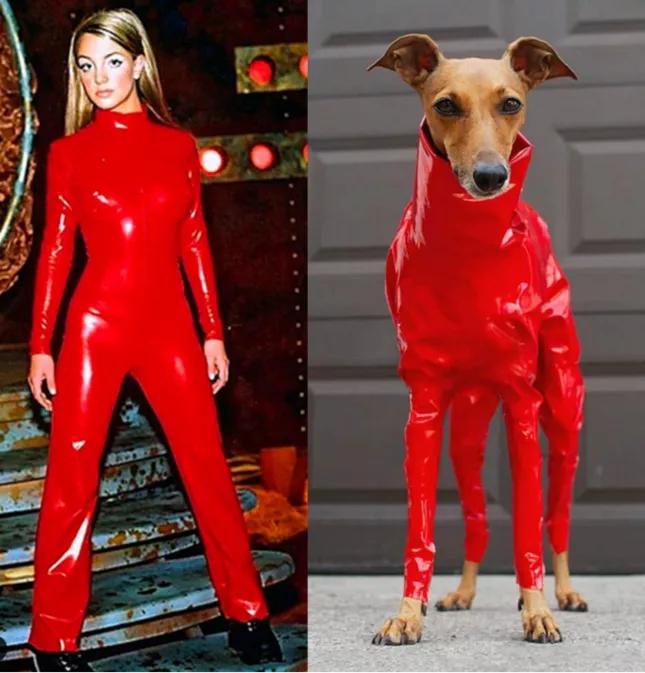 一只被抛弃的小狗逆袭变身超狗,一只被逆袭的中国狗狗