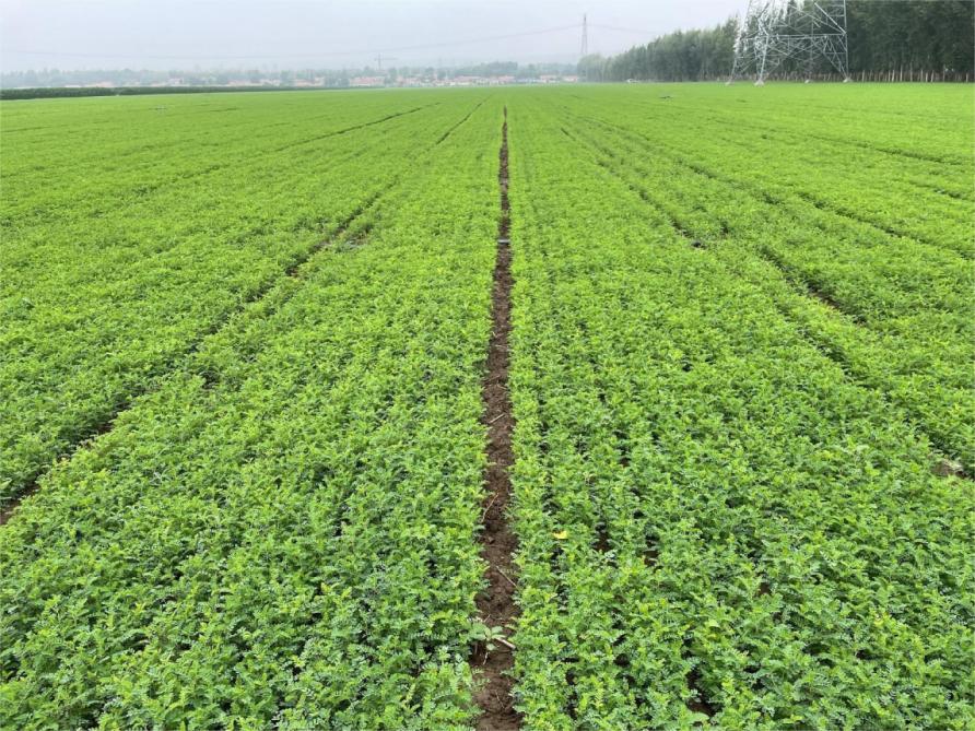 赤峰创业项目三等奖,赤峰市青年创业大赛