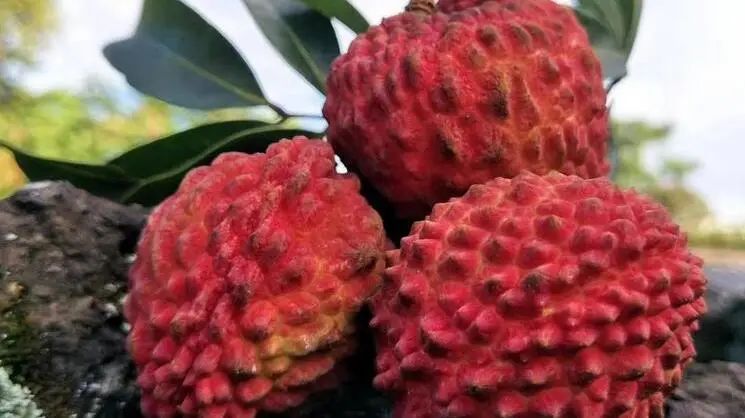 「品牌展播」中国地理标志农产品品牌展播（海南海口篇）