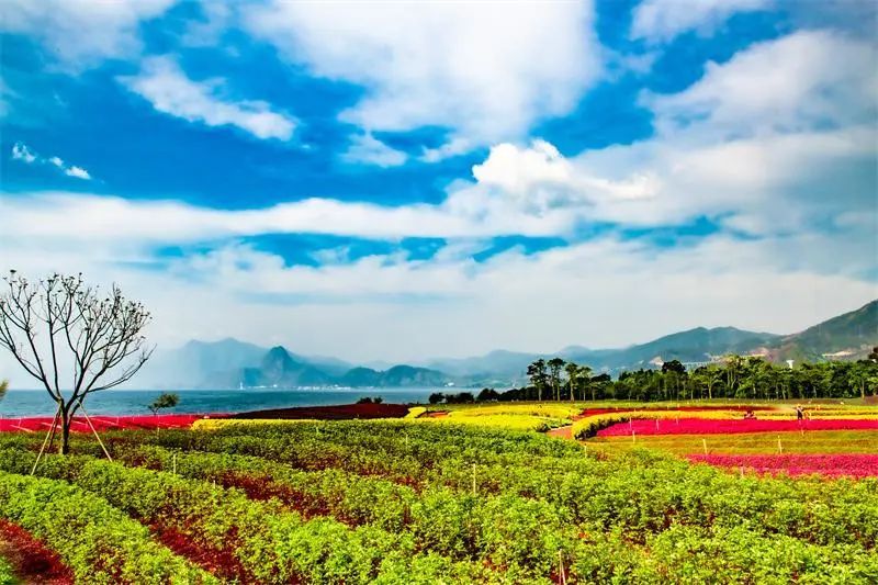 澄江花海美景,云南各种争奇斗艳的花海