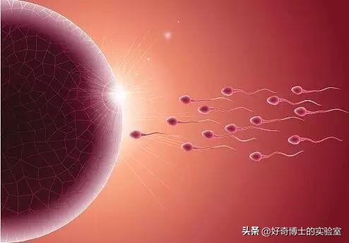 男生射精前流出来的液体，都是从哪里来的？能忍住吗？