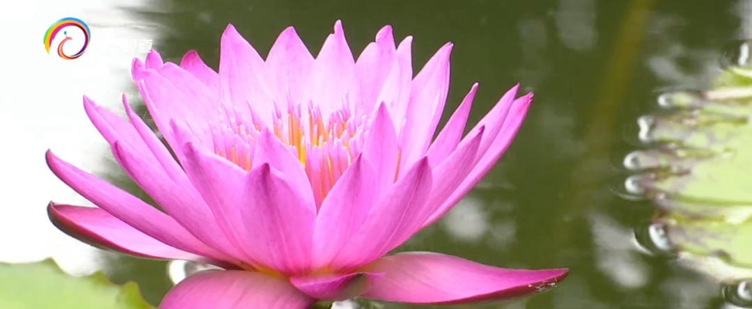 精心打扮出去拍照,大观公园荷花拍照技巧