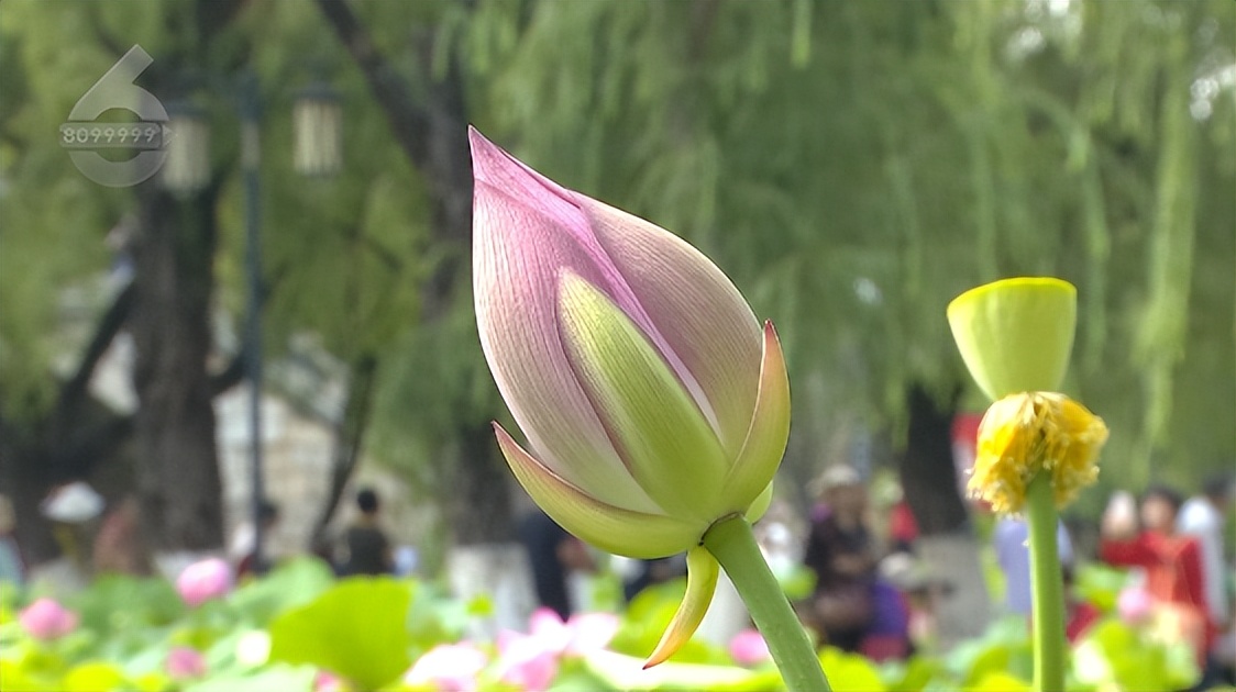 云南昆明热门的夏天避暑活动合集,昆明热门的夏天避暑位置