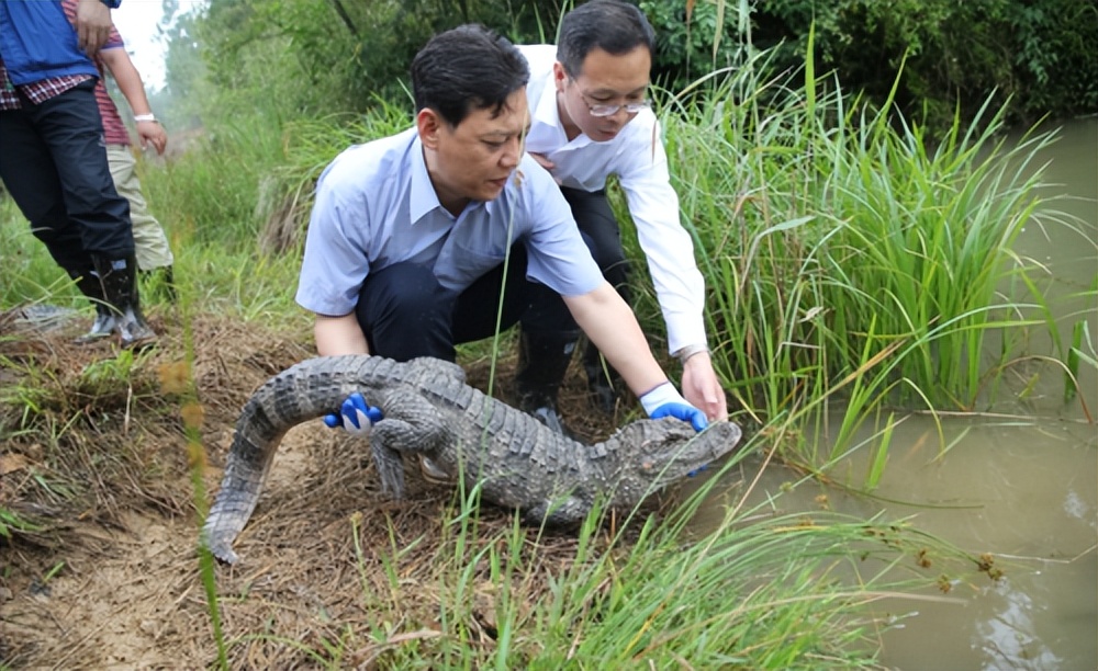 鳄鱼能有多可爱？中国独有扬子鳄，堪称鳄鱼界的软萌甜心