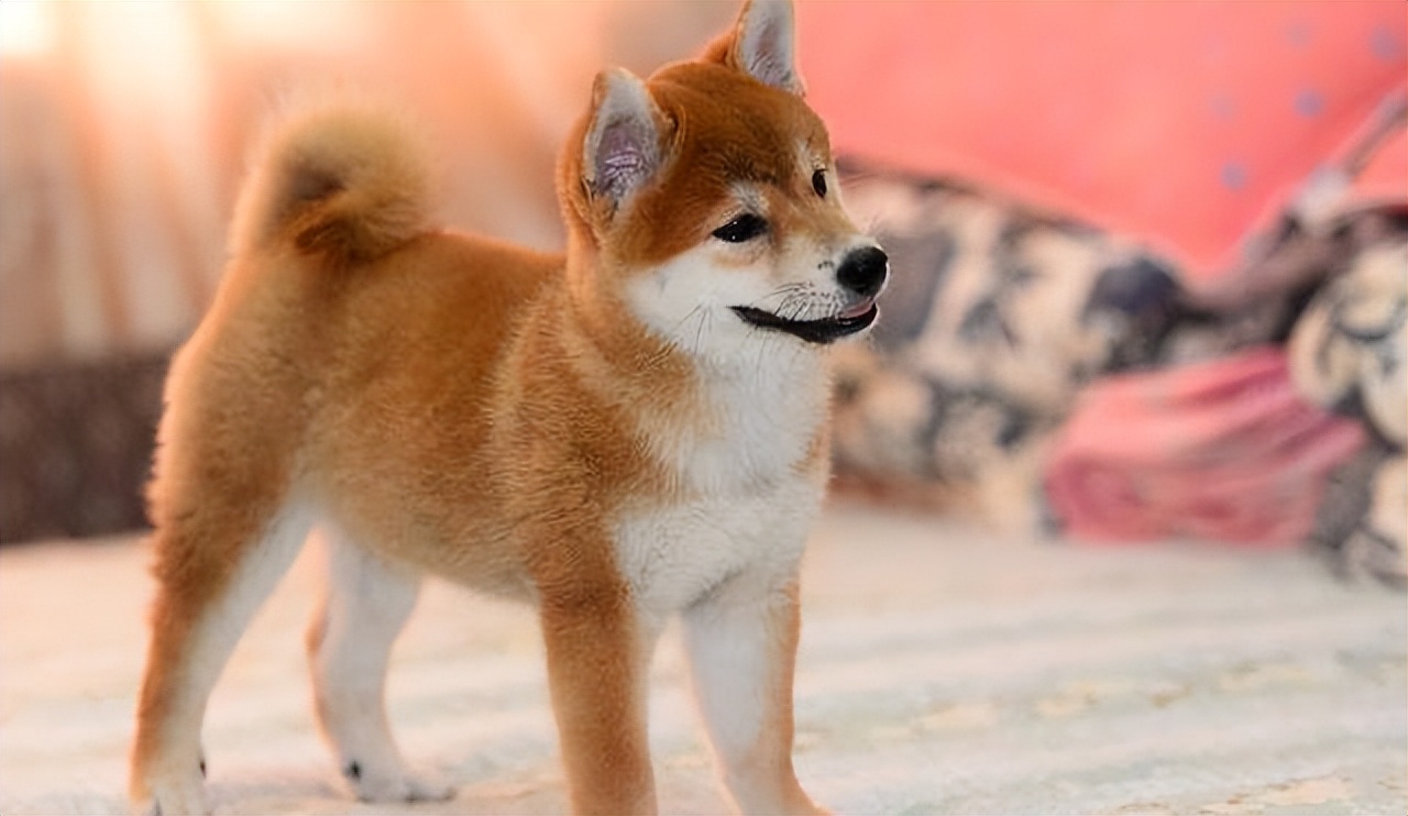 柴犬狗狗的优点和缺点,柴犬尴尬期变猴子脸