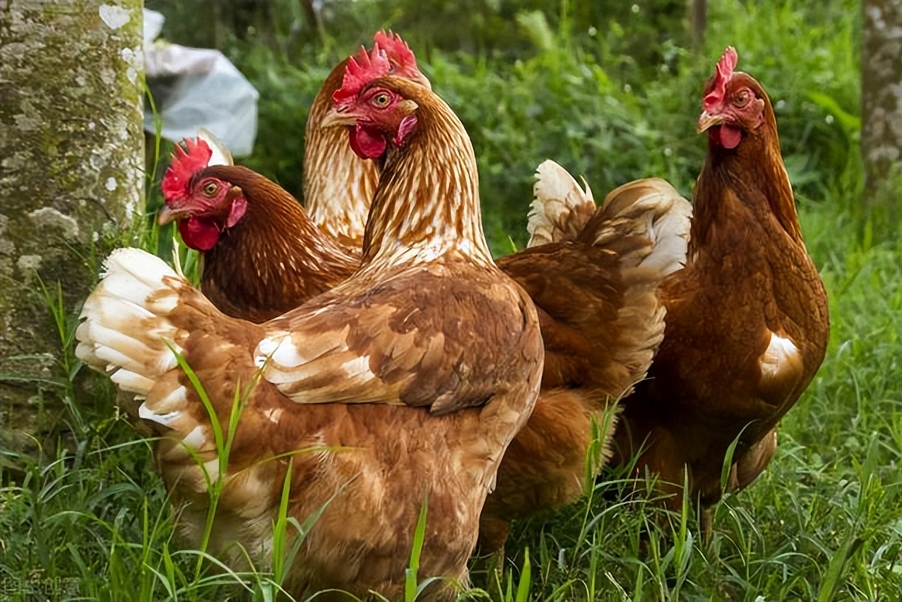 蛋鸡得了输卵管炎怎么办,蛋鸡输卵管炎的解剖临床表现