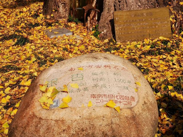 南京秋天旅游景点攻略,秋天南京旅游必去的景点