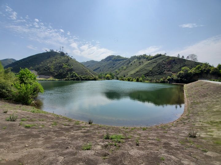 纯净水泡茶比自来水泡茶好喝,哪些茶用开水冲泡好喝又健康