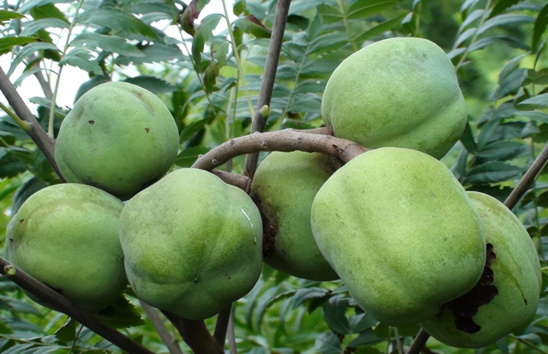 中国特有珍稀树种文冠果,文冠果与油茶果一样吗