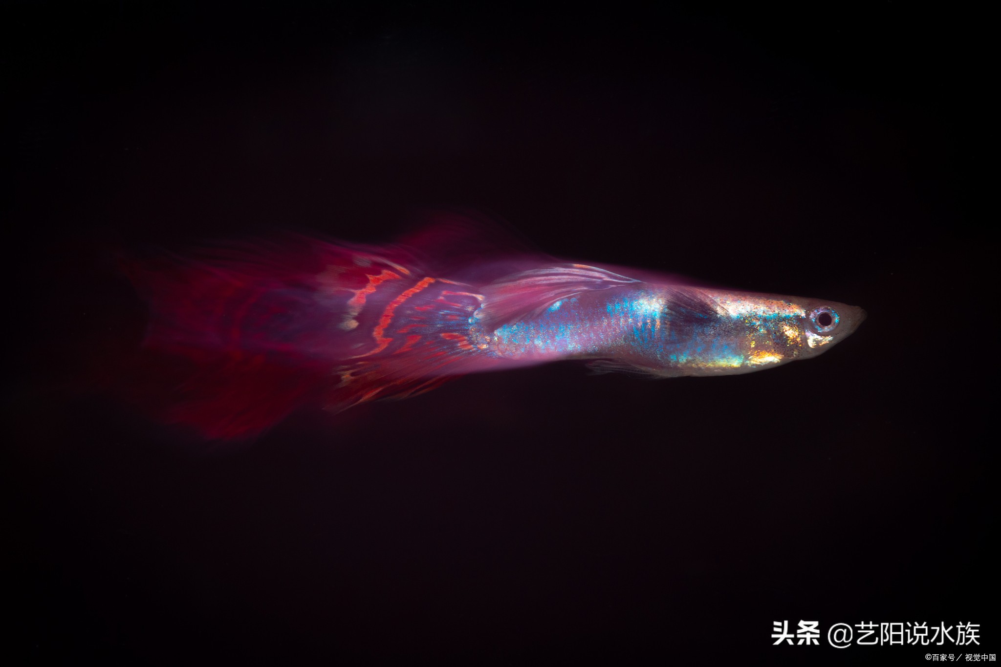 怎么养的孔雀鱼老是死,为什么养的孔雀鱼老是死呢