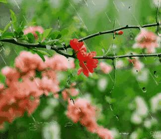 庚子日柱2023年癸卯年运势,癸卯年2023年哪个月出生最好