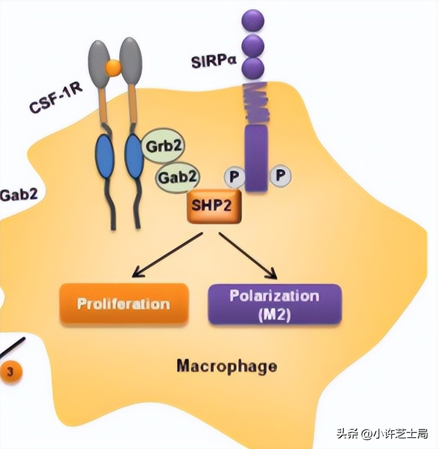 戊唑醇与磷酸二氢钾混用控旺吗,戊唑醇与磷酸二氢钾一起用吗