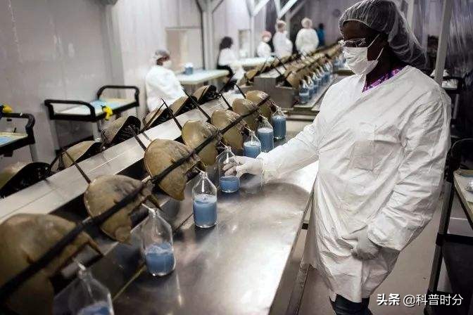 4亿岁生物被疯狂抽血,4亿多年蓝色血液引人类陷入绝境