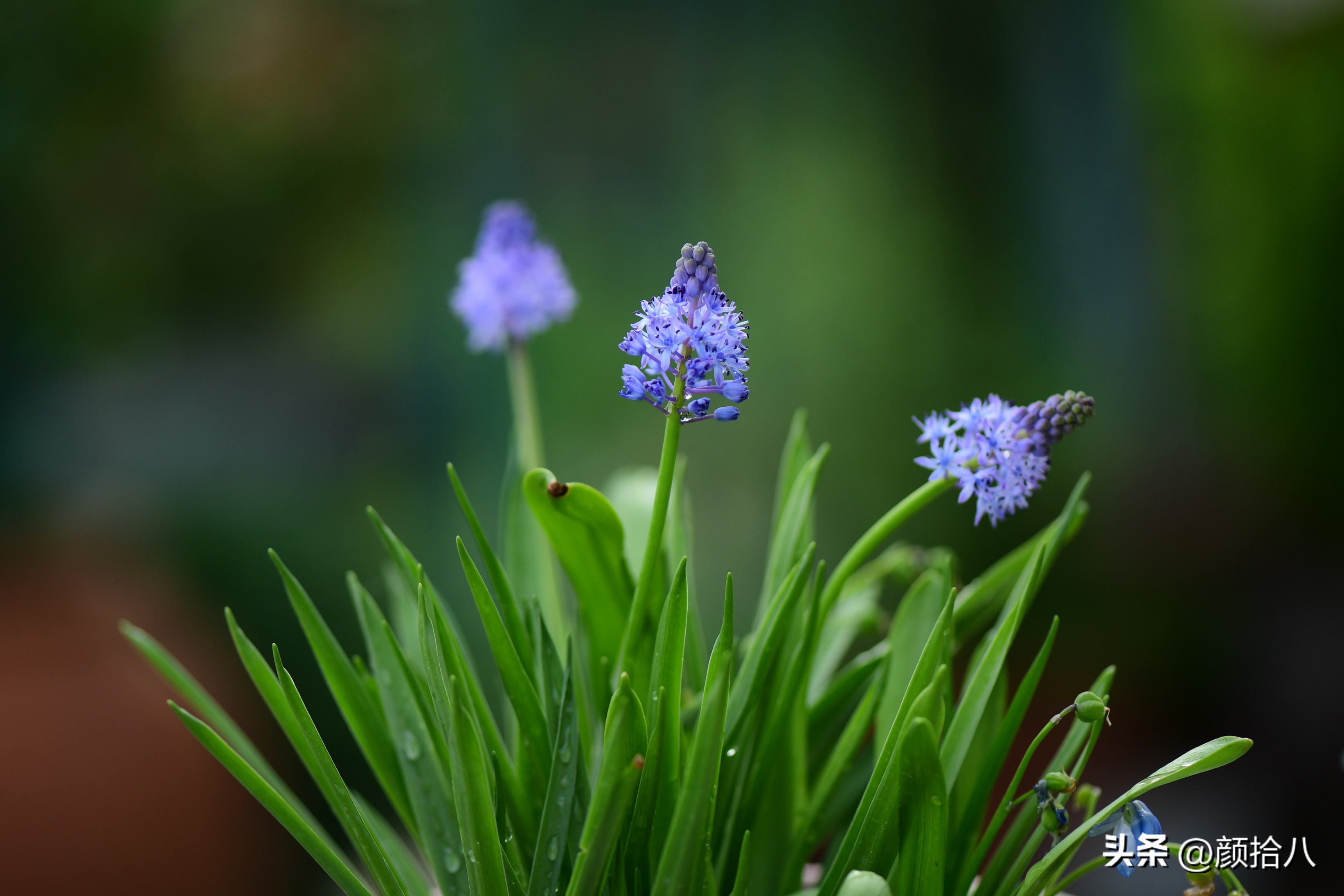 这两年挑战的一些小众球根植物，有收获也有失败|园丁