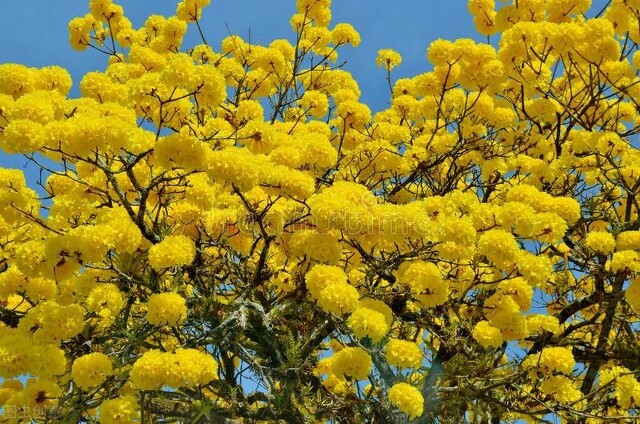 玫瑰花是爱情的象征还是祝福,玫瑰花表达爱情的最佳象征