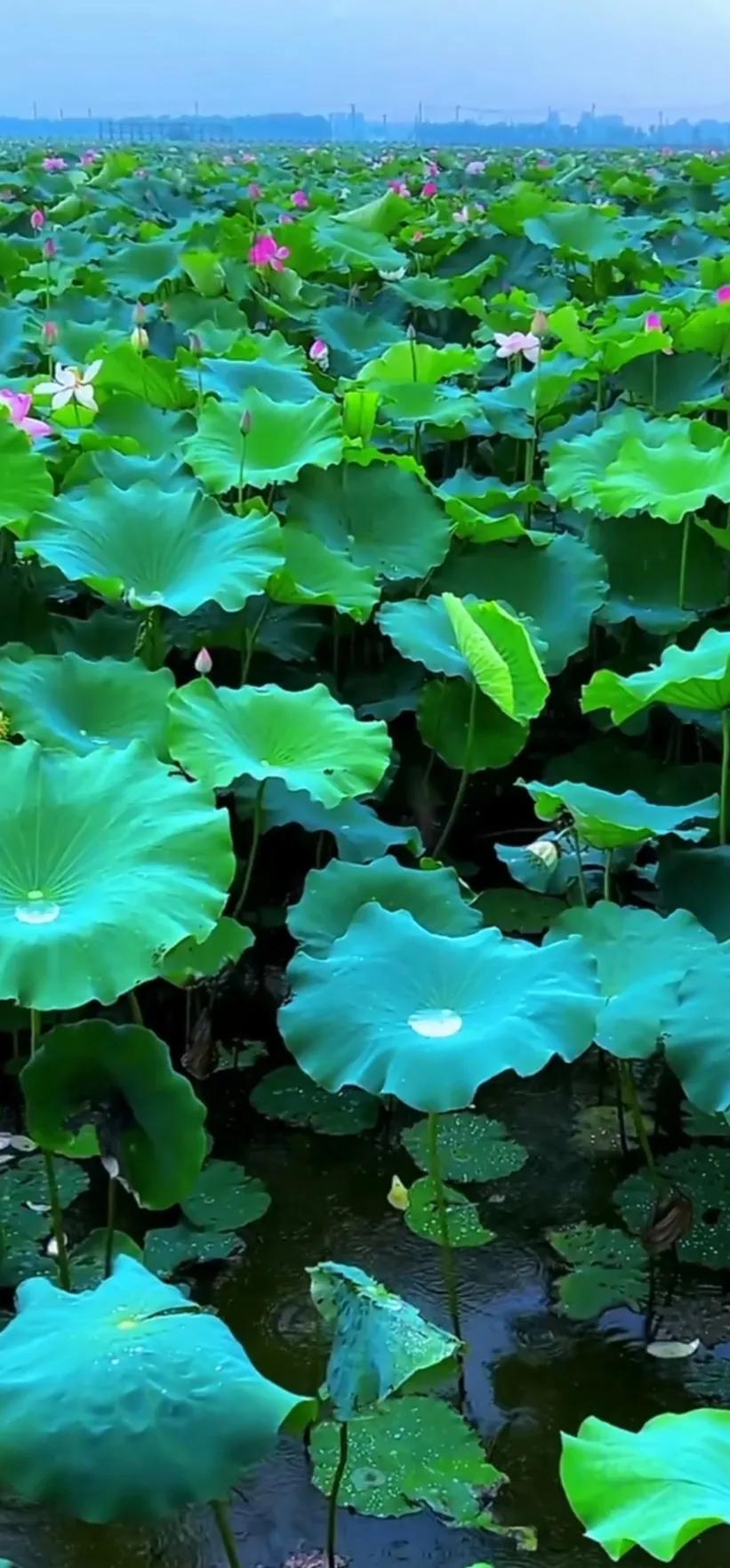 夏日美丽的荷花图片,荷花图片配上字映日荷花别样红